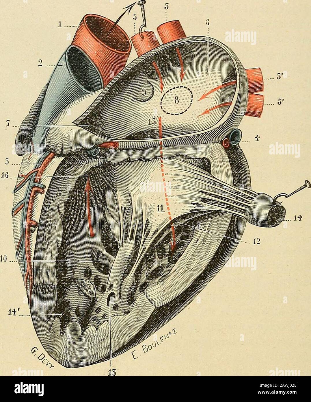 Traité d'anatomie humaine . septale, qui nest autre que la cloison inter-ventrale (voy. Pag. 26); une face externe, qui réstagno au bord gauche du cœur;une face antérieure et une face postérieure, qui se trouvent situées, lune immé-diatement en deimmhors du sillon interventiculaire étuaire, exterieur en dientérieur. 22 ANGEIOLOGIE Toutes ces parois sont concaves et se à deux par leur concavité. Sauf la partie supérieure de la paroi interme, qui est lisse et unie, tourte la sur-face intérieure de la cavité ventrale est recouverte Foto Stock