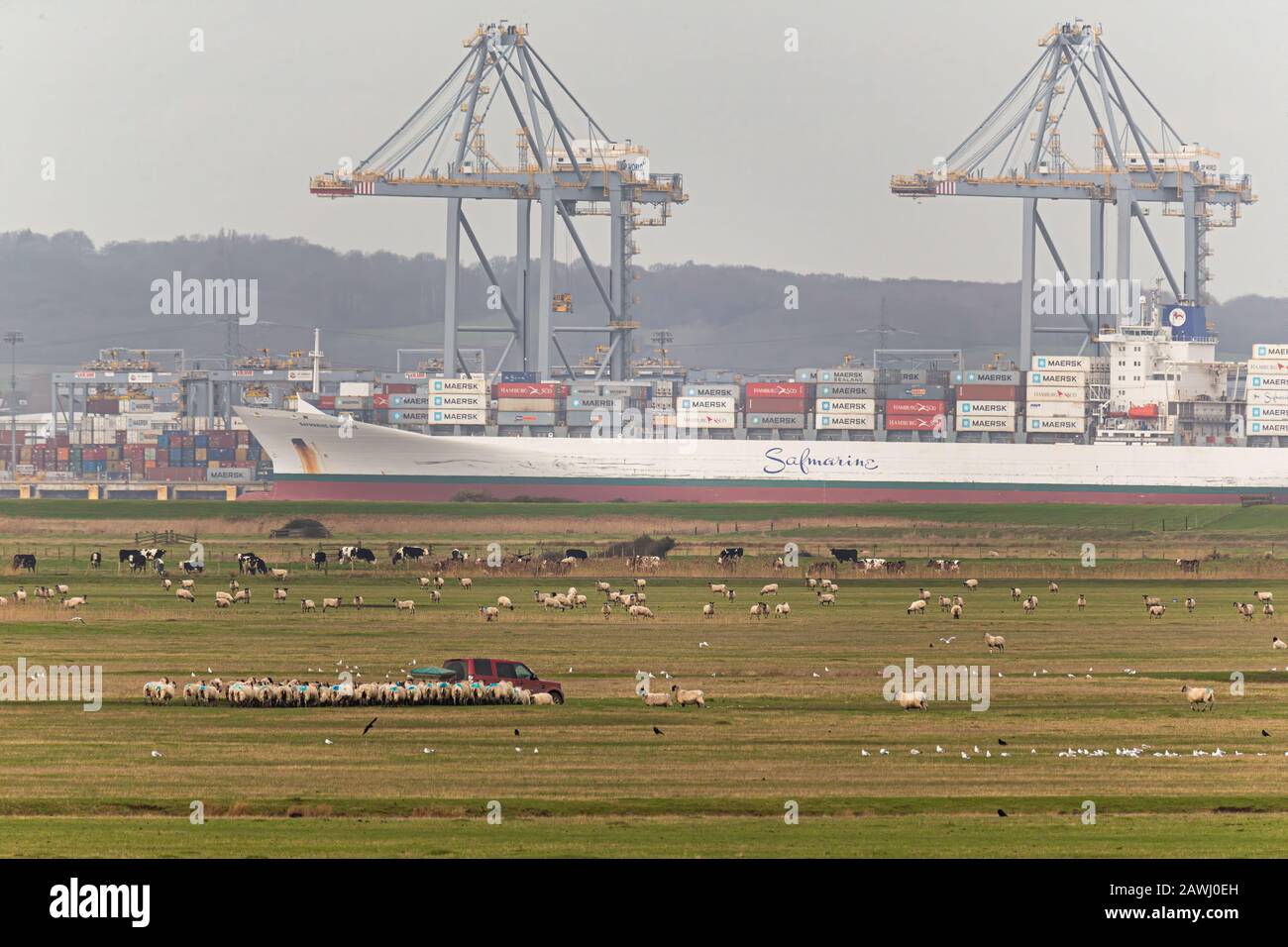 Marshes Cliffe nel kent UK. Una nave sullo sfondo che naviga sul Tamigi. Ci sono bovini sulla palude. È possibile vedere la porta London Gateway. Foto Stock