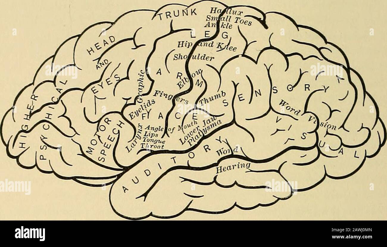 Un sistema di medicina pratica: Lesione corticale al, e i muscoli moreintimamente sono associati in azione, con corrispondenti sul lato opposto del corpo, la meno completa e la più transenthe ]) analisi da una lesione cerebrale unilaterale. Figg. 34, 35 danno la probabile area del motore della corteccia. Comprende la superficie laterale del cervello le due convoluzioni centrali, A. F.,^. A. P.,^ la base delle superiori frontali e probabilmente le esposizioni posteriori delle seconde e terze convoluzioni frontali. Alcuni dubitano che siano interessate le convoluzioni frontali seconda e terza Foto Stock
