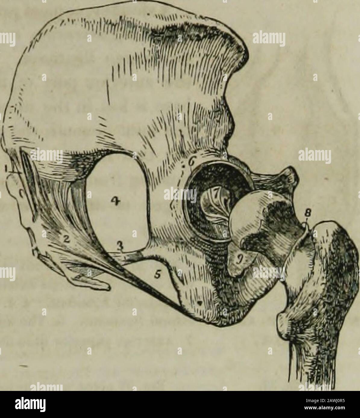 L'enciclopedia idropatica : un sistema di idropatia e igiene in otto parti ..designed come guida alle famiglie e agli studenti, e un testo-libro per i medici . PELVI E ANCA ANTERIORMENTE. 8YNDESM0L0GY. Fig. 35.. PELVI E ANCA LATERALMENTE. Una vista 6ide dei legamentiDf del bacino e dell'articolazione dell'anca vista in Fig. 35. 1. sa-ero-iliac obliquo. 2. Sacro posteriore-è-chiatica. 3. sacro-ischi-atico anteriore. 4. Grande eacro-ischiatico per-amen. 5. Sacro-ischiaticforame minore. 6. Legamento cotiloide dell'acetabolo. 7. Ligamen-tum teres. 8. Bordo della calotta. 9. Membrana dell'otturatore in parte esposta. Il K Foto Stock