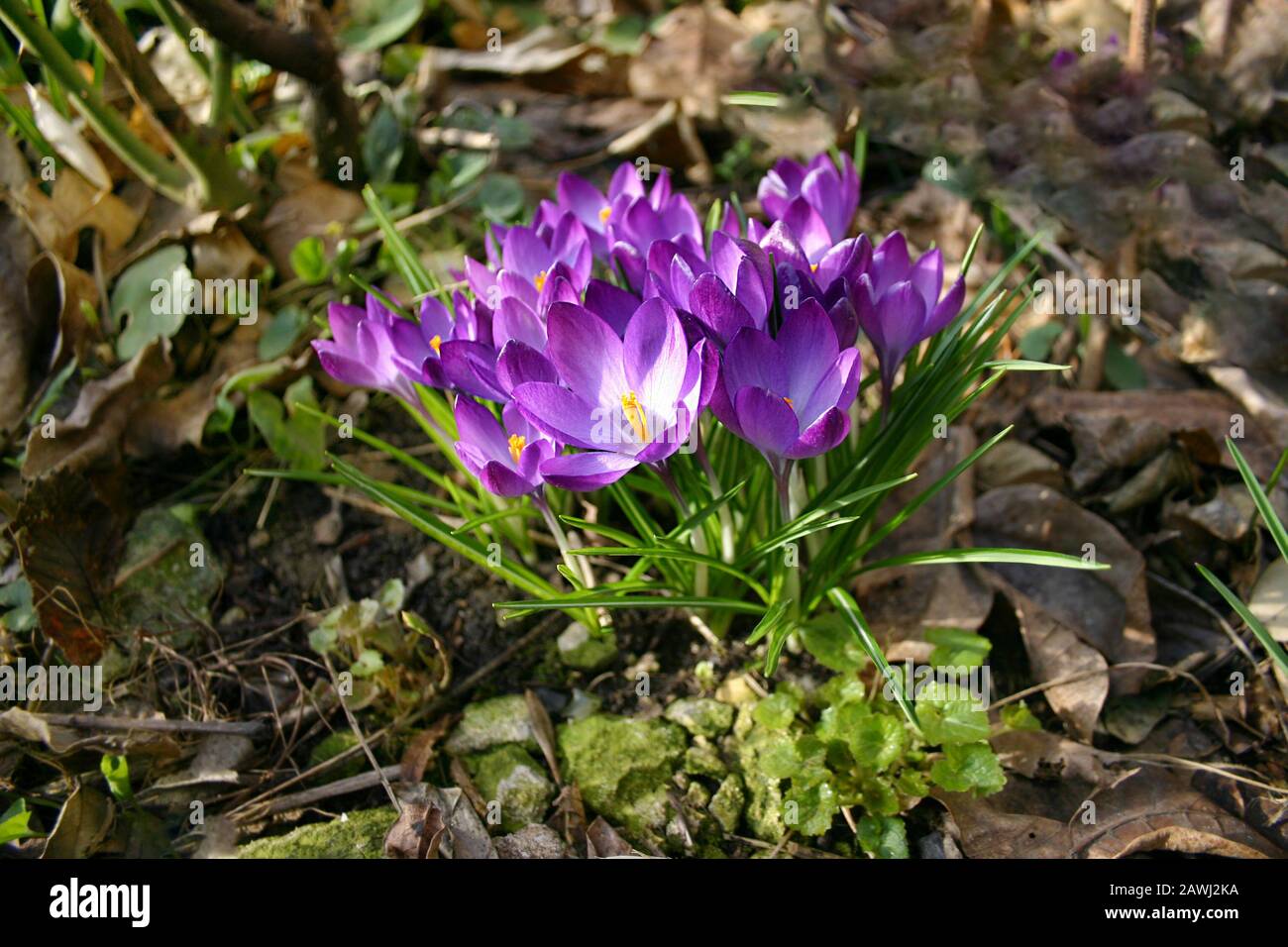 Vivaci e delicate croci viola primavera in giardino in una mattina presto soleggiata. Risveglio delle piante in natura dopo l'inverno. Foresta botanica crocu Foto Stock