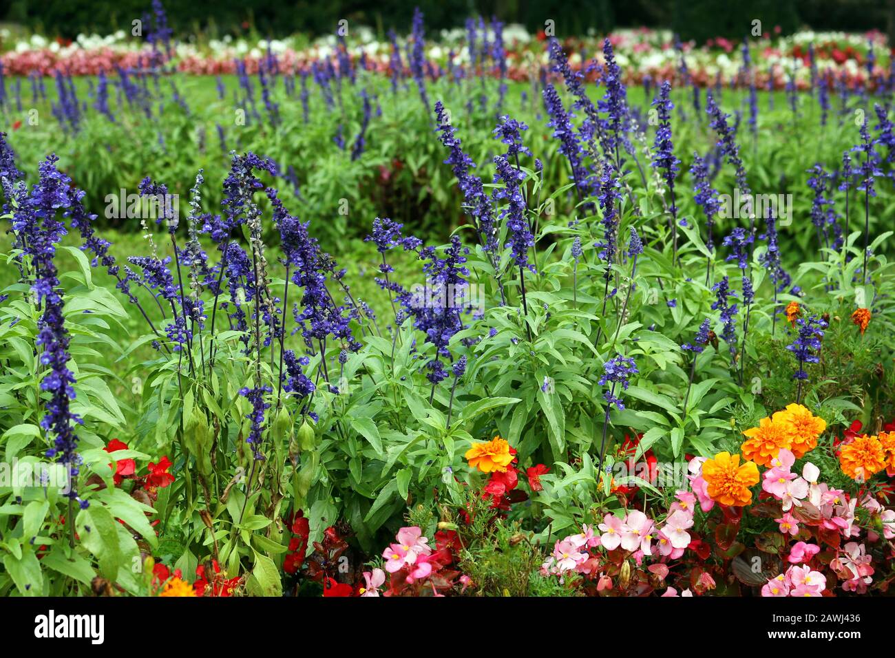 giardino con diversi fiori colorati in primavera Foto Stock