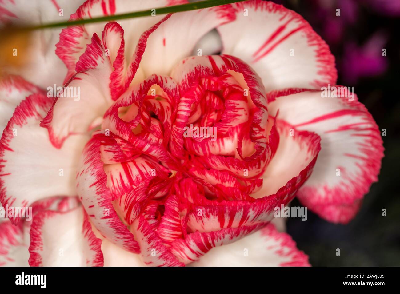 Macro fiore bianco e rosa su sfondo nero Foto Stock