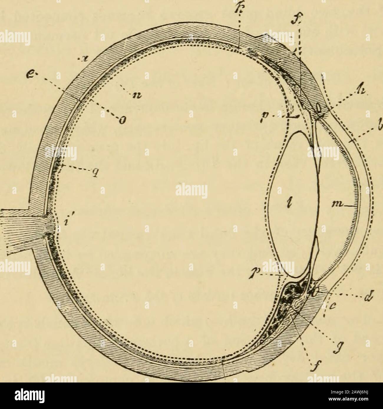 L'evoluzione dell'uomo : una popolare esposizione dei principali punti di ontogenicità e filogenesi umana . tage: Il naso Dei Mammiferi precedenti. La semplice cavità nasale si separa, in conseguenza dello sviluppo di una parete divisoria verticale (aratro, vomero), in due distinte cavità nasali, ciascuna delle quali è occupata da uno dei canali nasali (come avviene ancora in allMammal). Le ossa spugnose del naso differenziano. Settima tappa : Il Naso Dei Mammiferi più recenti. All'interno di entrambe le cavità nasali lo sviluppo delle ossa spugnose procede oltre, e un naso esterno comincia a formarsi. Ottava Fase : Naso Di Foto Stock