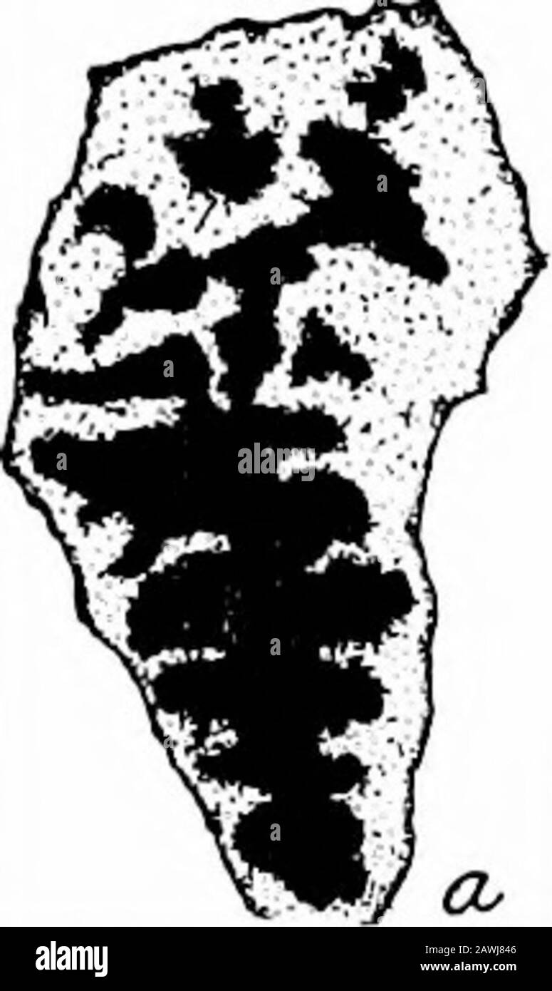 Il profondo noioso a Spur . icules di spugne weremost frequenti negli shales. La maggior parte di questi fossili sono noti dal Carbonifero in Europa e in America, afew sono conosciuti dal Permiano, e alcuni hanno probabillynot sono stati riportati da qualsiasi altra località. Di seguito è riportato un breve elenco descrittivo, che fornisce riferimenti ai rispettivi disegni. Elenco DEI FOSSILI DELLA FORMAZIONE CISCO Sono stati osservati Diversi esemplari di una conchiglia che assomigliano a Climacammina antiquaBrady. Questi non erano molto ben conservati, e weremore o meno frammentario. Due provenivano dal campione prelevato between4415 e 4420 piedi, uno da 4 Foto Stock