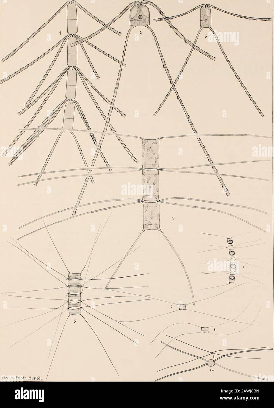 Atlas Der Diatomaceen-Kunde . V. Friedr. Hustedt Vorläufige Erläuterungen zu Dr. A. Schmidts Atlas der Diatomaceenkunde Tafel 342. Herausgegeben Von Friedrieh Hustedt, Brema. Settembre 1921. Vergrößerung 1000fach, wenn nichts bemerkt. 1. Nordatlantik, r. m., 5B0/i. Chaetoceros criophilus Castr.2, 3. Ebenda, 680/i. Dieselbe, forma volans (Schutt) Gran. 4. Cinghia da Großer, r. m., 88ü/i. CH. Teres Cl. 5. Ostsee, r. B., 680/i.. W. Wighami Brightw. Die Endzellen scheinen an dem abgebildeten Exemplar zu fehlen, wenigstens zeigen die äußeren Borsten nichtdie charakteristische Stellung; vergl. T. 33 Foto Stock