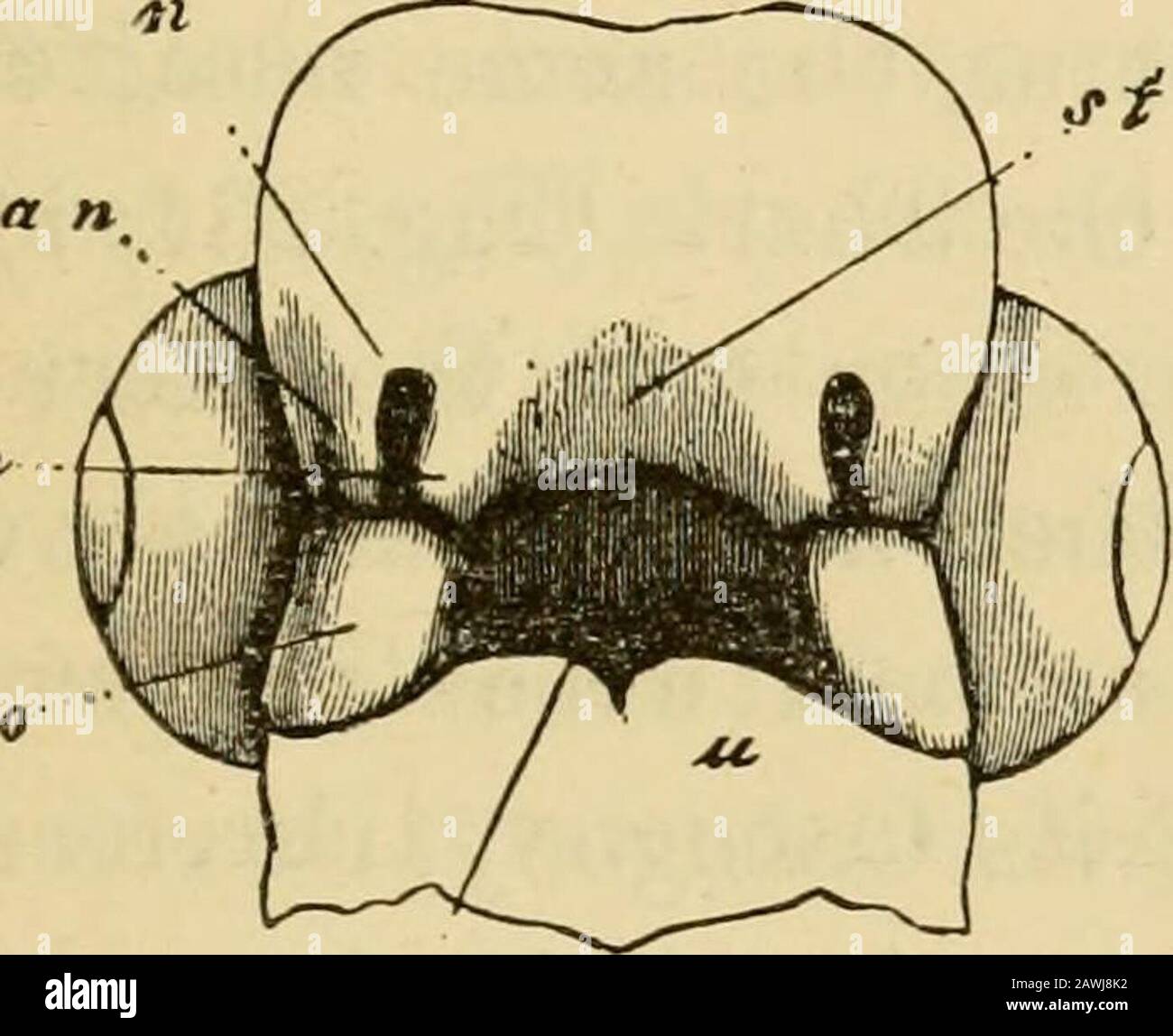L'evoluzione dell'uomo : esposizione popolare dei principali punti di ontogenicità e filogenia umana . m. a n Foto Stock