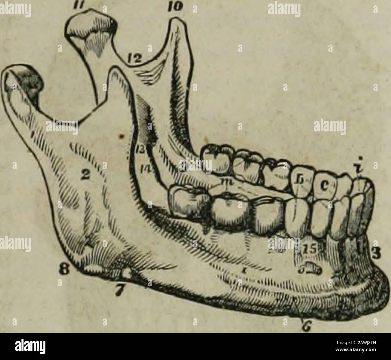 L'enciclopedia idropatica : un sistema di idropatia e igiene in otto parti ..designed come guida alle famiglie e agli studenti, e un testo-libro per i medici . , curvedbones irregolarmente, proiettandosi verso l'interno, il narium del setto, o divisione del thenose. Ciascuno è fissato all'osso mascellare davanti e all'osso teopalato dietro. Il Tomer è un sottile quadrilatero che forma la parte posteriore e inferiore del setto DELL'OSTEOLOGIA di nosr. 65 l'osso inferio-, Mc. Riitario, ov mandibola inferiore, è un arco di osso che contiene il sotto traino di denti. Le sue parti distintive sono mostrate in tig. 7. 1. Th Foto Stock