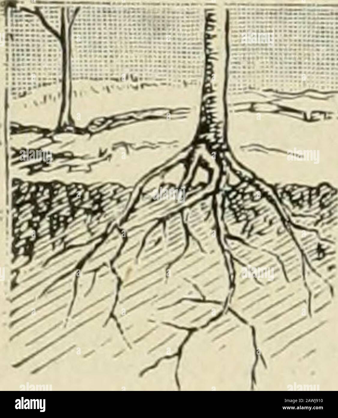 Libro di frutteto di Biggle : gleanings di frutteto e di frutteto dal bough al cesto : raccolto e imballato in forma di libro . ogni gruppo di sei triangoli intorno ad ogni albero forma un esagono con un albero ^ p^ 0 al centro. Ci sono diversi / / modi di stendere un frutteto su ^. ^ .?^?;. ^. questo piano, il più rapido è quello di utilizzare un filo. I pali di fine V della seconda fila sono trovati più facilmente per mezzo di un triangolo di filo, / ogni lato del quale è lungo quanto il sistema di triangolo distanza desiderata tra gli alberi. Di piantare Thomas Meehan dà le seguenti direzioni piantando alberi di frutta ricevuti da Foto Stock