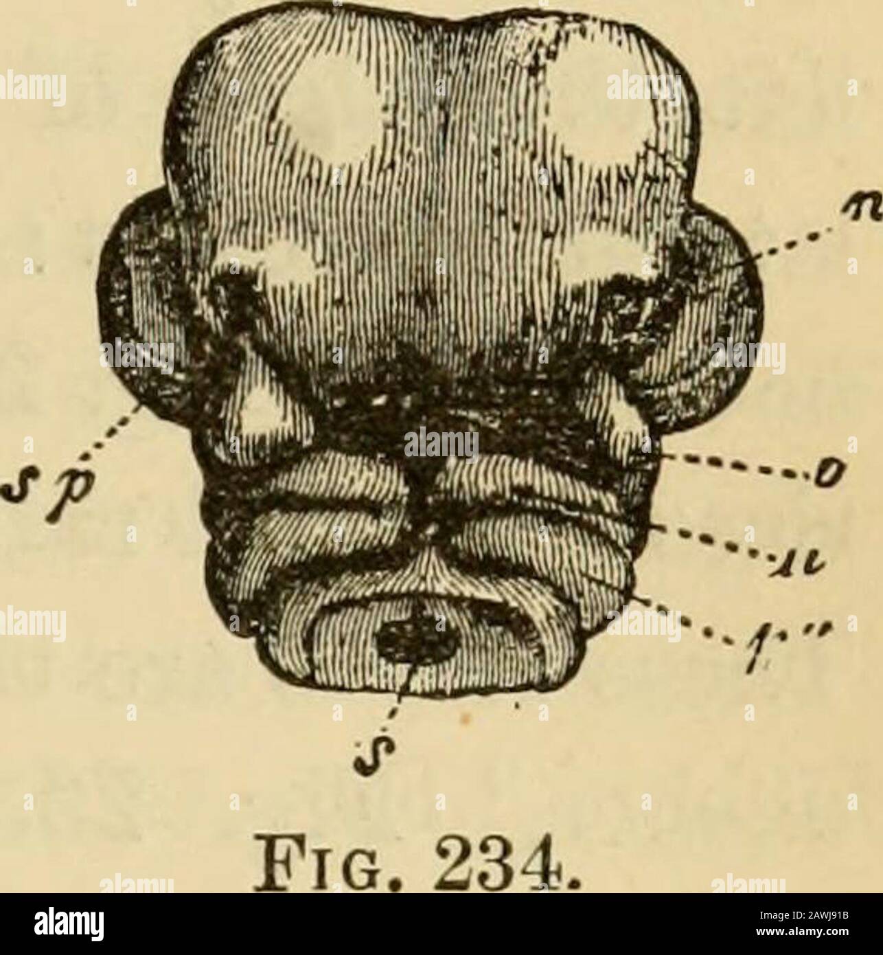 L'evoluzione dell'uomo : esposizione popolare dei principali punti di ontogenicità e filogenesi umana . Fig. 232. Fig. 233 m. Foto Stock