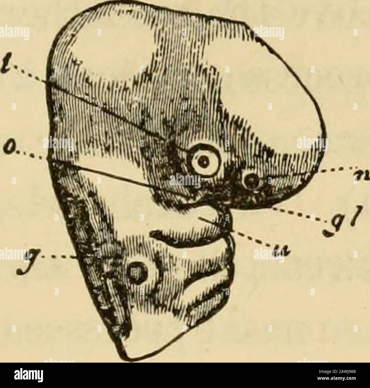 L'evoluzione dell'uomo : esposizione popolare dei principali punti di ontogenicità e filogenesi umana . Fig. 232. Fig. 233. Foto Stock