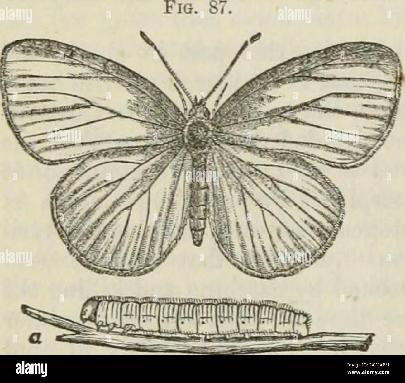 Ontario Sessional Papers, 1871-72, No.100. T suspense da solo la coda e la girth asilken intorno al centro, nel samemanner come la specie precedente. Il Thechrysalis è verde pallido o bianco, regolarmente e minutelyspotted con nero. In questa condizione rimane circa dieci giorni d'estate, e poi comesout come una farfalla; la covata d'autunno, tuttavia, rimane nello stato pupa tutto l'inverno, in cui sono due brodds di caterpils in ogni anno. L'originale pianta-alimento dell'insetto non è conosciuta; si nutre, tuttavia, abbastanza liberamente sulle foglie di cavolo, rapa, ravanello, senape ed altre piante del Foto Stock