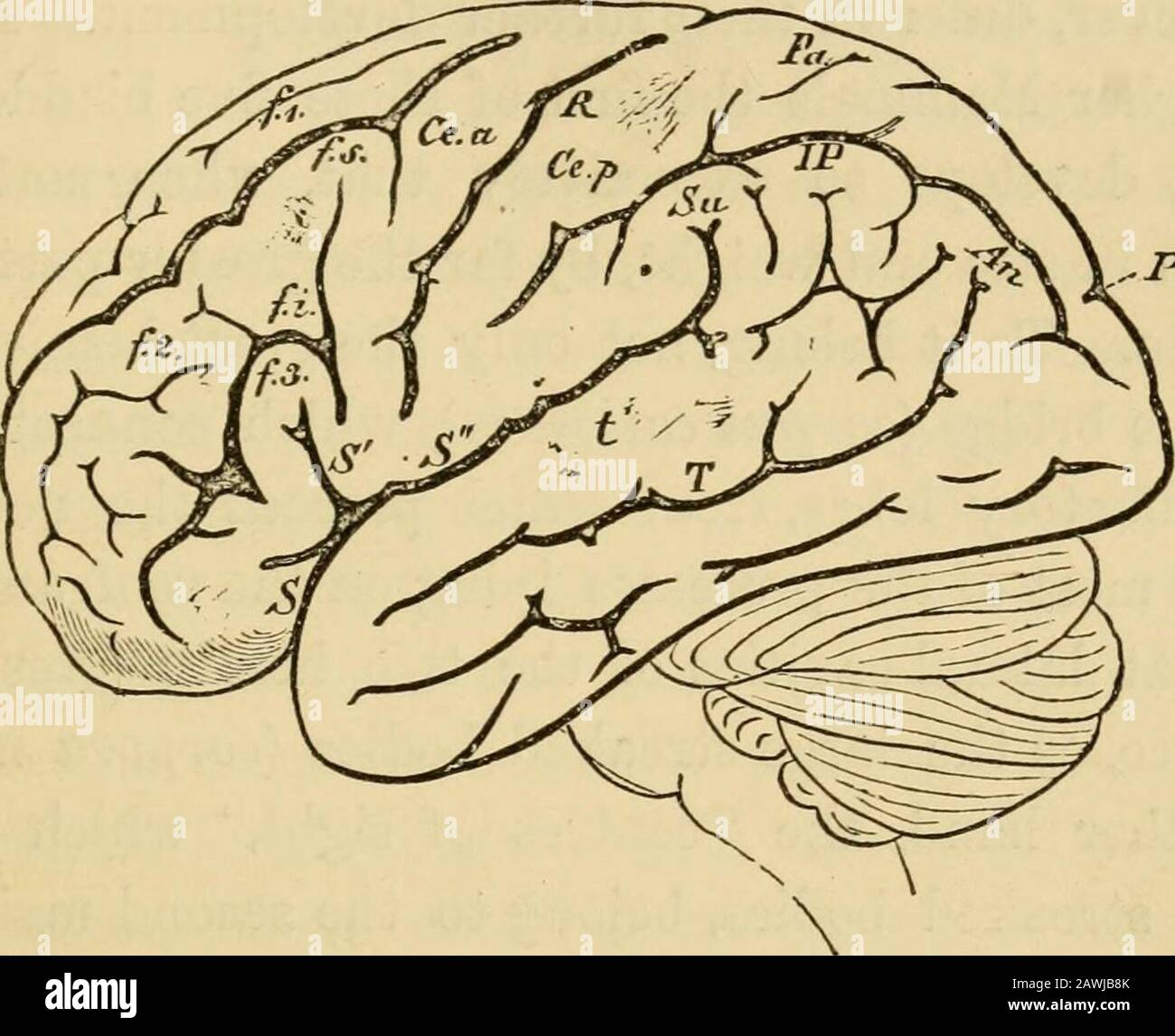 L'evoluzione dell'uomo : una popolare esposizione dei principali punti di ontogenicità e filogenesi umana; il grande cervello (cerebrum), con solchi estensivelyramificati; sotto (be-hind) è il piccolo cervello (cera-bellum), con sottili parallelsolchi. I numeri romani indicano le radici dei dodicovari dei nervi cerebrali in ordine dalla froLt alla schiena. La maggior parte del cranio-cavità; è approssimativamente distin-guiable in due parti principali - il cervello grande e piccolo (cervelli e cervelletto). Il primo è situato davanti e sopra quest'ultimo, e la sua superficie presenta la ben nota convoluzione caratteristica Foto Stock