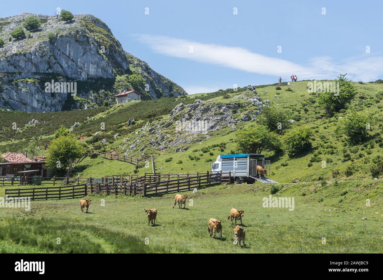 Le mucche vanno fuori dalla macchina nel Corral Foto Stock
