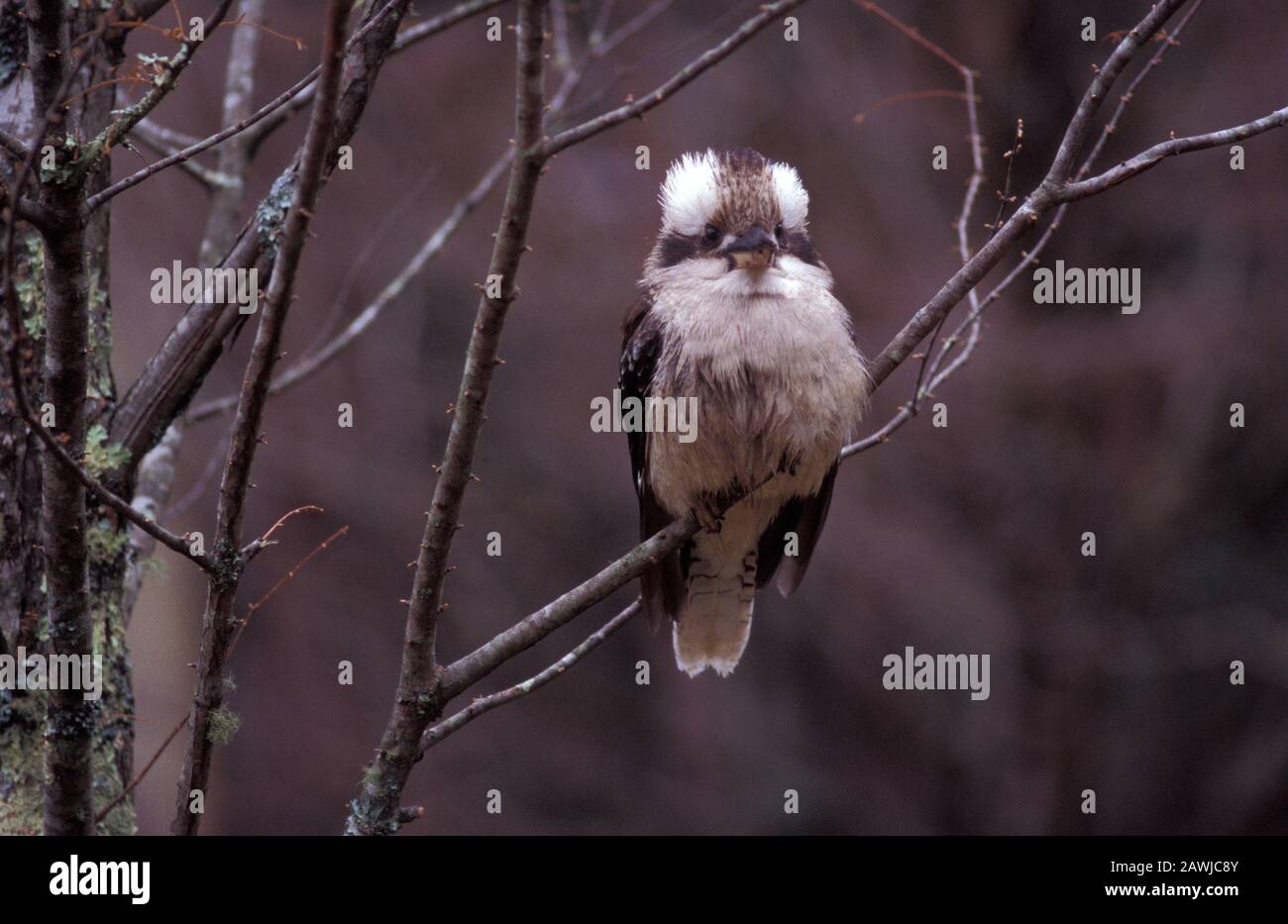 RIDENDO KOOKABURRA (DACELO) NELL'ALBERO, NUOVO GALLES DEL SUD, AUSTRALIA. Foto Stock