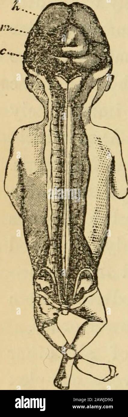 L'evoluzione dell'uomo : esposizione popolare dei principali punti di ontogenicità e filogenesi umana . latterare le fibre nervose periferiche, distribuite sulla salubrità del corpo; Questi, insieme con il loro apparato terminale, i sense-organs, ecc., costituiscono il 2IO conduttivo L'EVOLUZIONE DELL'UOMO. T, midollo V, il sistema nervoso periferico. Alcune, come fibre sensoriniche, trasmettono le sensazioni della pelle e degli altri organi di senso al midollo centrale; altre, come fibre nervose motorie, trasmettono gli impulsi dal midollo centrale ai themuscles. Fig. 217.-embriyof umano tre mesi, in n Foto Stock