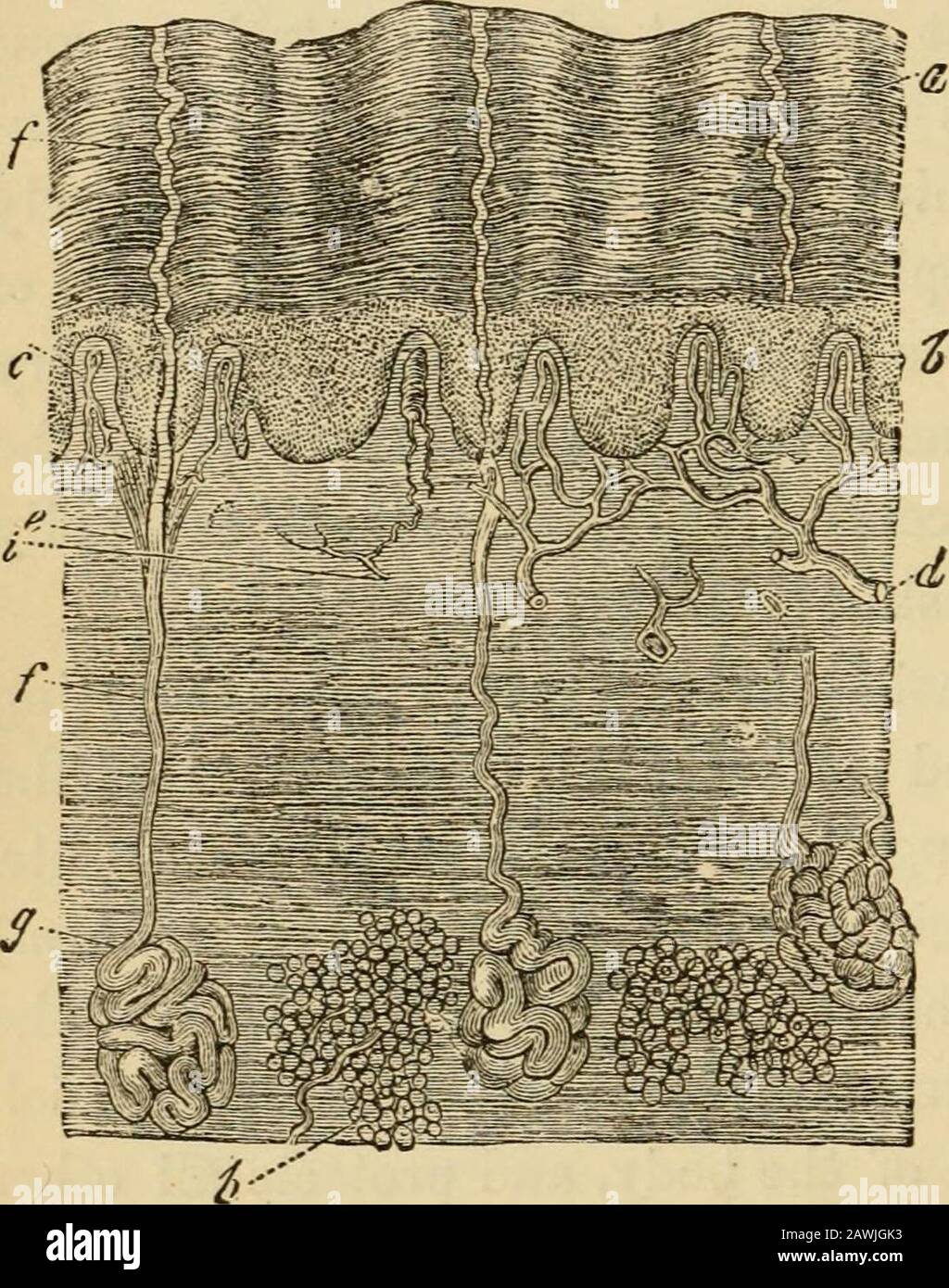 L'evoluzione dell'uomo : esposizione popolare dei principali punti di ontogenicità e filogenesi umana . l copertura protettiva (comune integumentwm) copre tutta la superficie del corpo e protegge tutte le altre parti. In quanto tale, esso, allo stesso tempo, effettua un certo ex-cambiamento di materia tra il corpo e l'aria surrogata atmosferica (sudorazione o respirazione cutanea). In questo secondo luogo, la pelle è il più antico e primitivesense-organo, l'organo del tatto, che effetti la sensazionedalla temperatura circostante e della pressione o ri-posizione dei corpi con cui viene in contac Foto Stock