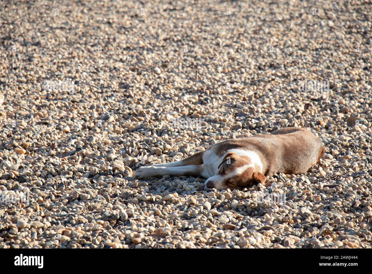 Un cane randagio dorme su una spiaggia al sole d'inverno Foto Stock