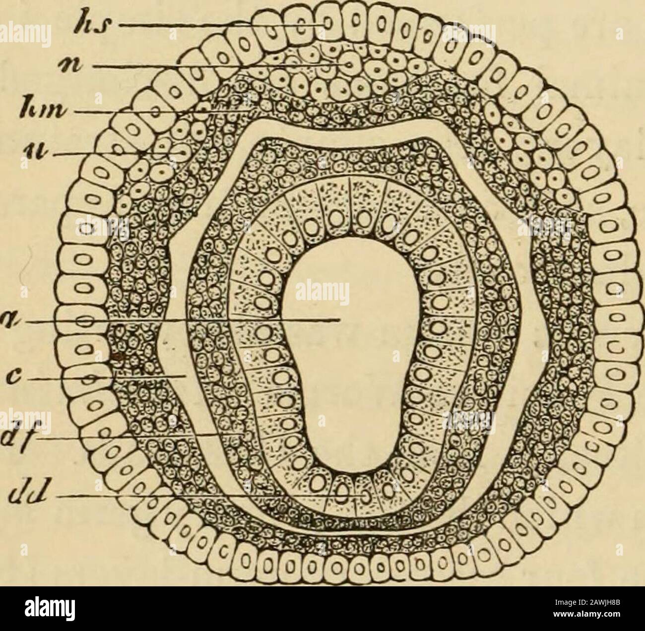 L'evoluzione dell'uomo : esposizione popolare dei principali punti di ontogenicità e filogenesi umana . Foto Stock