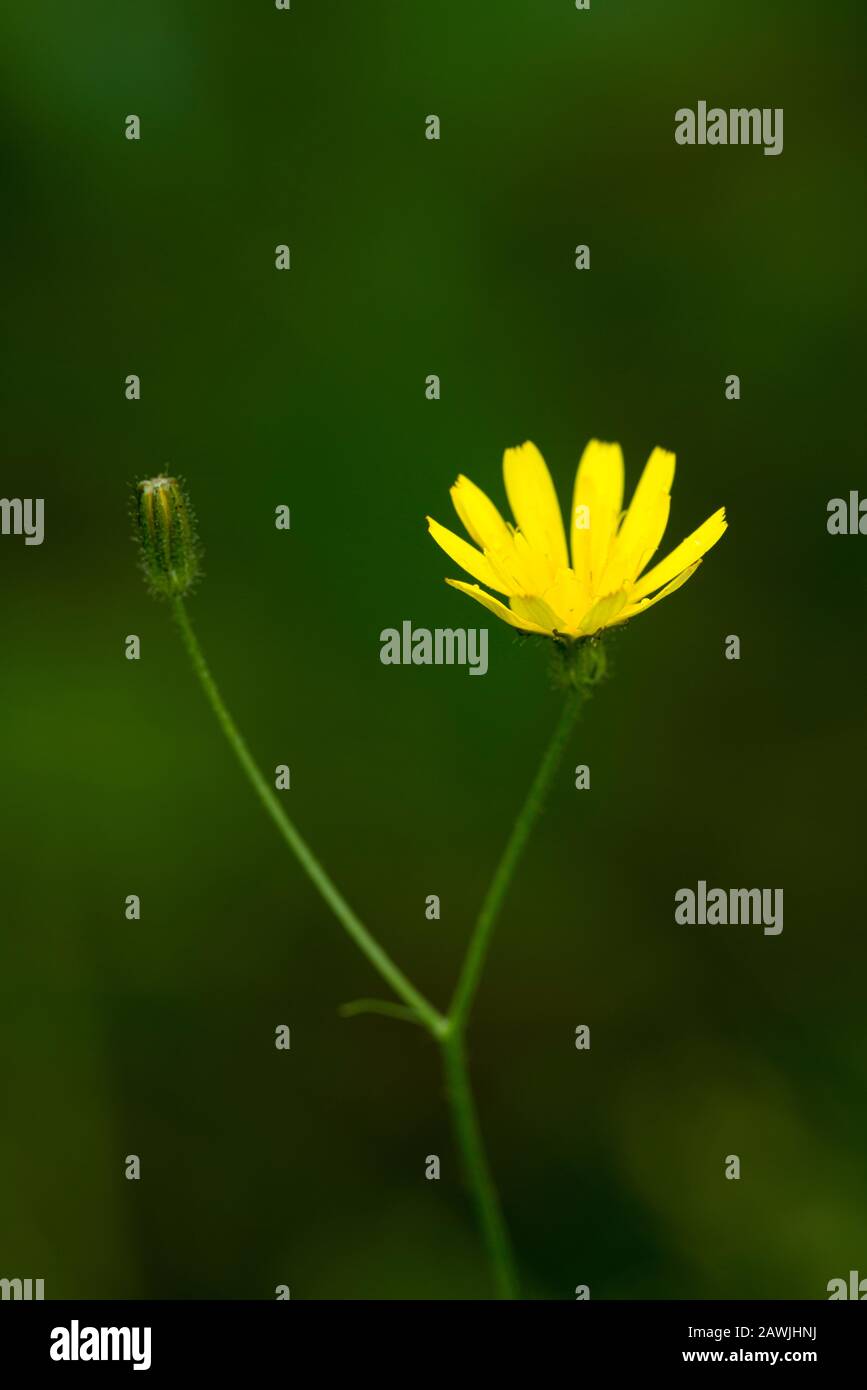 Autunno Hawkbit (Scorzoneroides autumnalis) fiore in tarda estate. Foto Stock