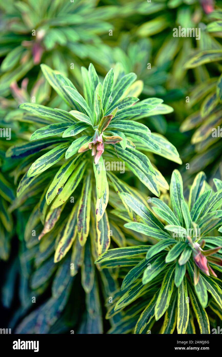 Euphorbia x martini " Ascot Rainbow' Foto Stock