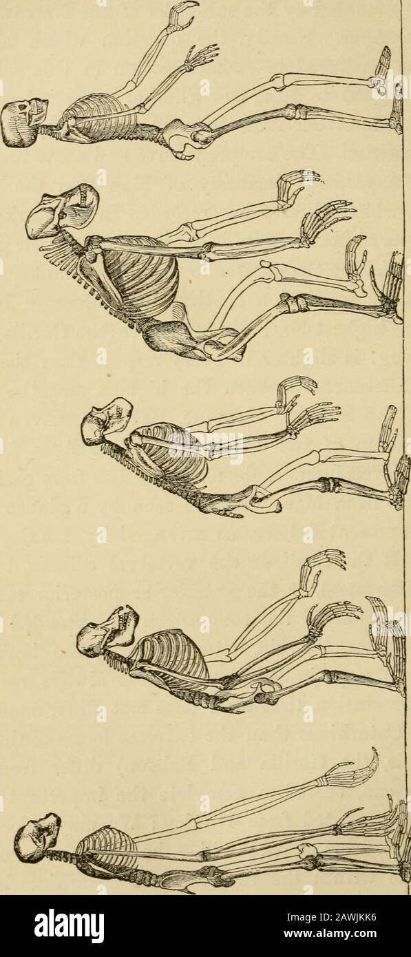 L'evoluzione dell'uomo : esposizione popolare dei principali punti di ontogenicità e filogenia umana , il più alto e il più occidentale Catarhines (il Sea-Cat, Macaque, Baboon). Anche con il piccolo gruppo di Apes (Antro-poide) senza coda, i vari generi non differiscono meno da ogni altro che da uomini. Ciò è visto con uno sguardo ai theskeletons qui rappresentati, come disposto da Huxley (Figg.204-208). Se il cranio, o la colonna vertebrale, insieme al sistema della nervatura, o agli elementi anteriore o posteriore, vengono confrontati; o se il confronto viene esteso al sistema della nervatura, il circ Foto Stock