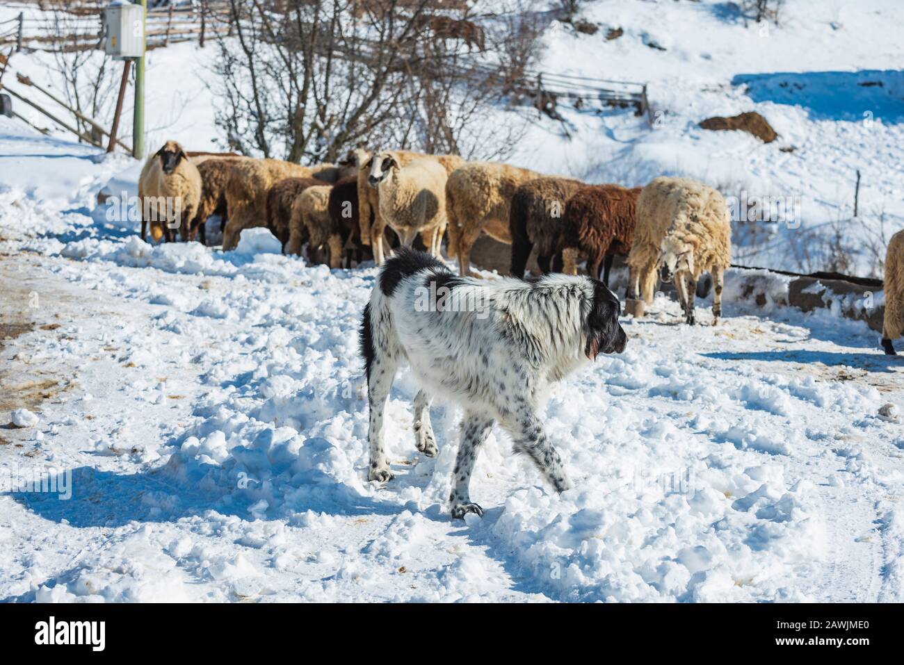 Un cane pastore protegge il gregge di pecore nella montagna invernale. Mascheramento, unicità e/o perso nel concetto di folla Foto Stock