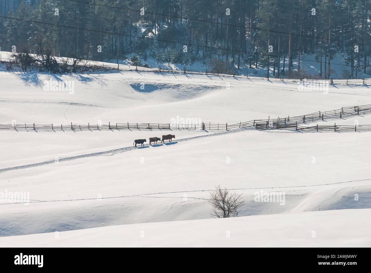 Foto in bianco e nero del paesaggio invernale con recinzione e gruppo di mucche Foto Stock