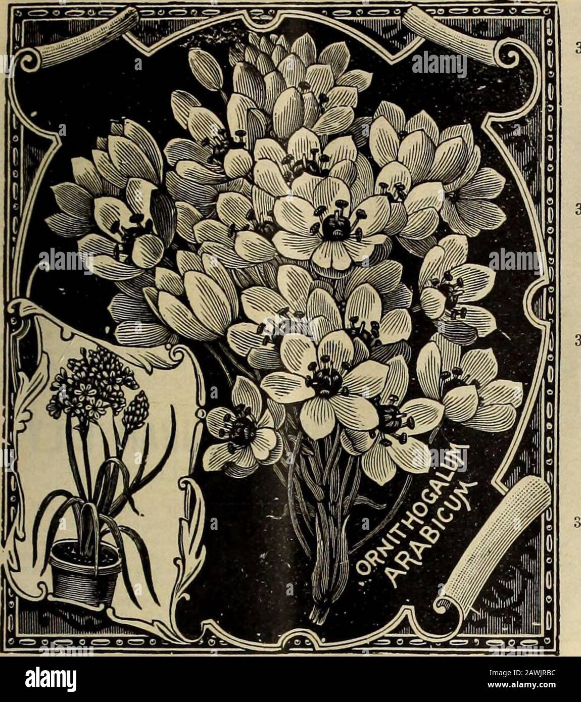 Bulbi olandesi per piantare la caduta . GLOXINIA THE STEELE, BRIGGS SEED CO., LIMITATA 13. Tropaeolum 309 ORINITHOGALUM 307 Oraithogalum Arabicmn. TBE Stella Araba di Beth- lebem. Bulbo grande e solido, molto simile a quello di aHyacinth e che richiede esattamente la stessa cultura; foglie lunghe e strette; punte di fiori, 18 a 24 pollici di altezza, forte e grazioso, portante un immenso gruppo di grandi fiori bianco perla, con centro ajet-nero. TBE fiori individuali tenere perfetti molti settimanali prima di sbiadire. La sua durata è quasi senza uguali amongflowers. A questo si aggiunge la sua delicata fragranza aromatica e p. Foto Stock