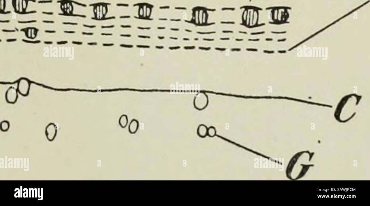 Il libro di alberi di gomma . 151 - r -m-im :^^?l z^(fc^ XT diagramma DI sezione trasversale attraverso Stelo Non Filettato (Parte Esterna)?di un Hevea Di Sei anni. (Ingrandito 12 volte.) B, Barkprod. St, gruppi di cellule indurite in corteccia. MR, Strati di vasi di lanticifera in corteccia. C, Cambium. G,Alcuni vasi di conduzione dell'acqua in legno. Foto Stock