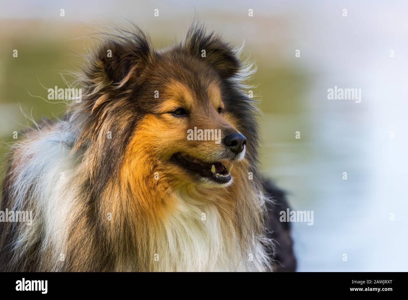 Carino cane 🐶 con buoni sorrisi Foto Stock