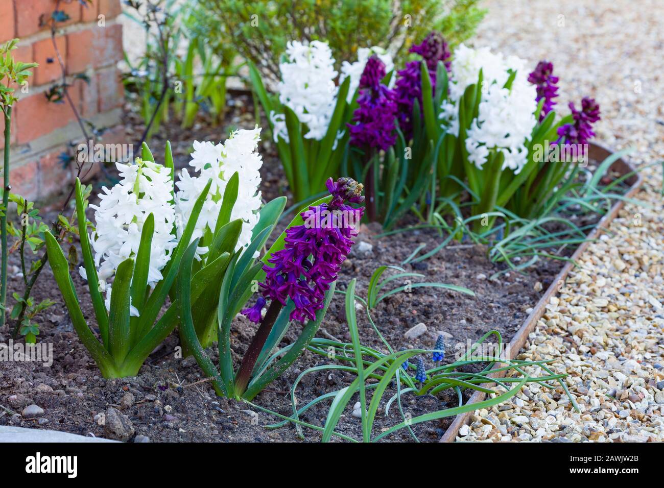 Giacinti (Woodstock e Carnegie) in fiore in un giardino di primavera, Regno Unito Foto Stock