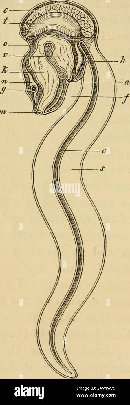 L'evoluzione dell'uomo : esposizione popolare dei principali punti di ontogenesi e filogenia umana . iana la forma genitore diretta dell'Amphioxus e degli altri Vertebrati . Al contrario, affermiamo che, da una parte, gli ascidiani e, dall'altra, i VER-tebrati, sono entrambi discendenti da una forma inconosciowWorm, che è stata a lungo estinta; i nearestparenti di questo gruppo di esistenti*; gli animali sono il Ascidianlarva3 e l'appendicularia (Fig. 187). Questa forma genitoriale sconosciuta deve appartenere al gruppo degli animali di Chorda, che abbiamo indicato come la fase eighthancestrale nel Th Foto Stock