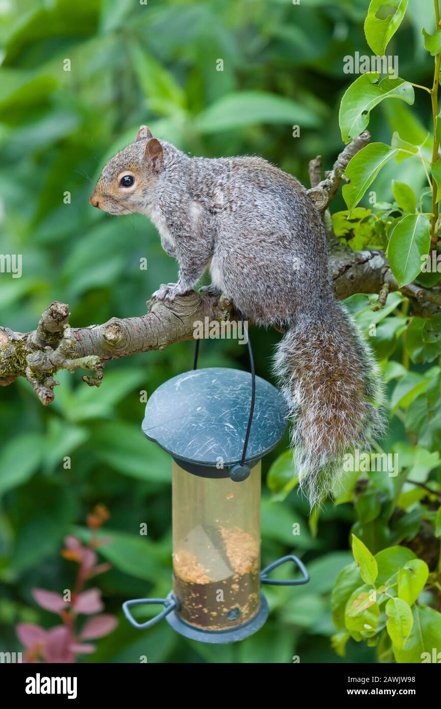 Scoiattolo grigio seduto su un ramo di albero in un giardino in Inghilterra, Regno Unito Foto Stock