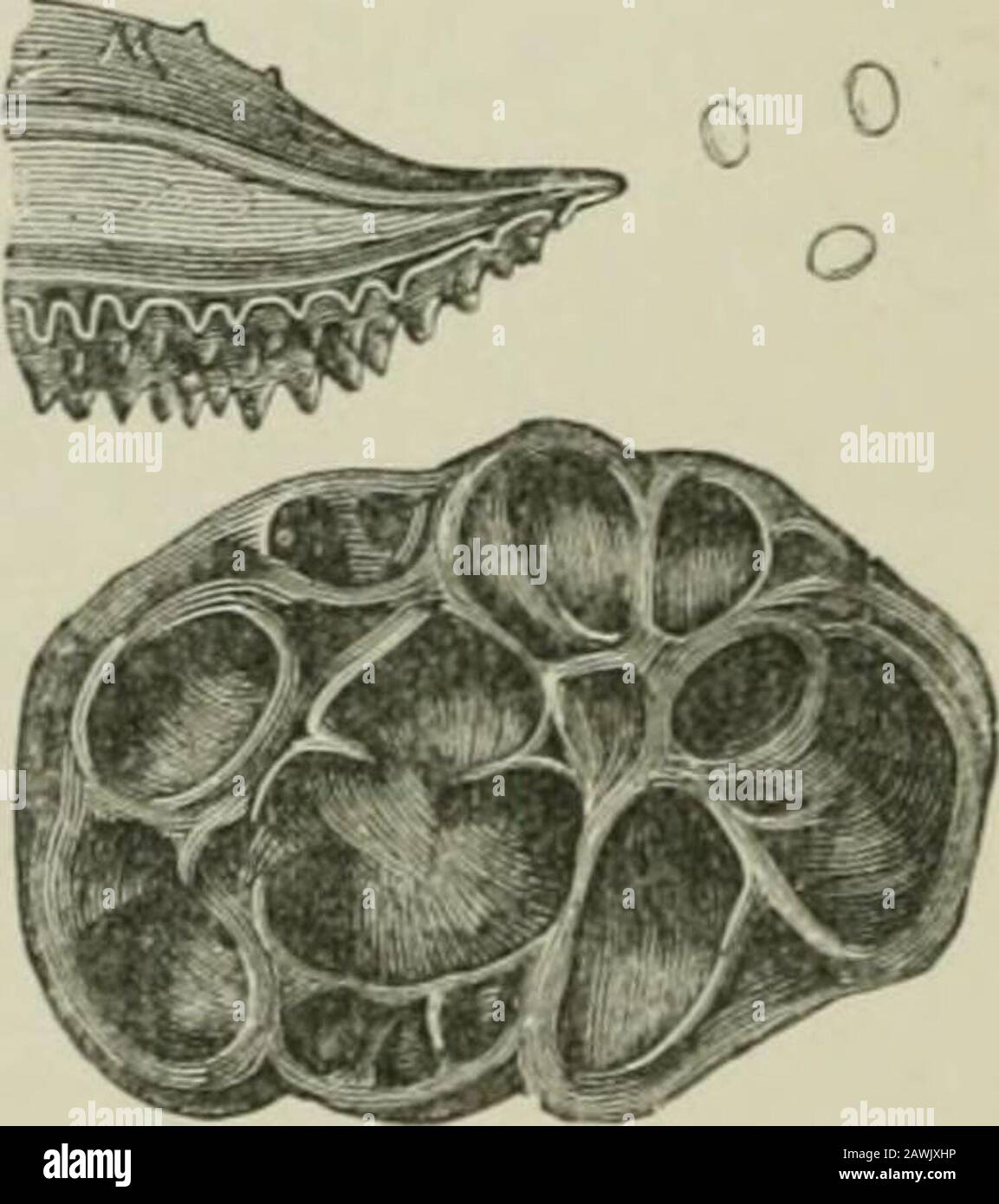 Introduzione allo studio dei funghi : la loro organografia, classificazione e distribuzione per l'uso di collettori . la sottofamiglia del rtant è quella delle Trcmel-lineae, in cui le basidia sono subglobose. Di questi, Exicliainclude una varietà di forme, sia discoide, a forma di tazza, gyrose, tubercular, o effused (Fig. 61), alcuni dei quali sono pari, ed altri papillosio o spiculosio. Thebasidia sono piuttosto ovoidi, immersi nella gelatina, parti di un crociatemanner, e tipicamente tetrasporous.Spore reniformi, e per una lunga timecontinuosa; a lungo, togerminazione preparatoria, due o più cellule, eachcell p Foto Stock