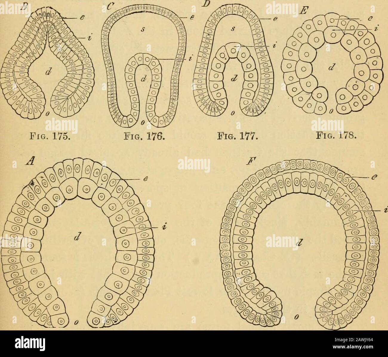 L'evoluzione dell'uomo : una popolare esposizione dei principali punti di ontogenicità e filogenesi umana . ha già sottolineato la notevole piacevolenza tra le gastrula-forme palingenetiche di animali di classi più diverse; Di Spugne (Fig. 174, A), Polipi, Coralli (Fig. 171, I), Medusae, Worms (Fig. 175, B) Star-Animals (Echinoderma, 0), Articolato Animali (Arthro-poda, B), morbido corpo Animali (Molluska, e), e Verte-vertebrati {F). Tutte queste varie forme della palingeneticgastrula sono molto simili, e si distinguono solo per peculiarità suchunessential e subordinate, che il sistematicz Foto Stock