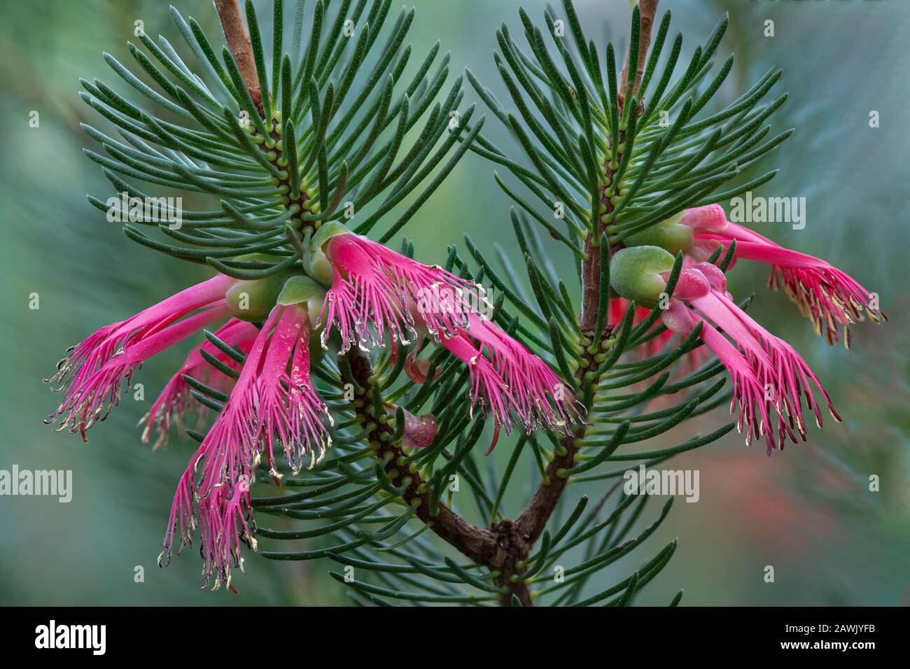 Calothamnus quadrifidus, comunemente noto come bottlepush unilaterale, endemico del sud-ovest dell'Australia occidentale Foto Stock