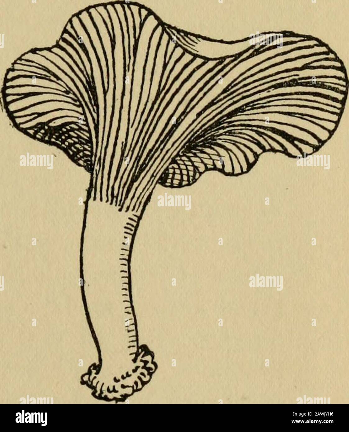 Bambini e giardini . ery curioso, Ilike per vederlo sul prato. Dopo il tempo piovoso in agosto ci sono sempre afino veri funghi, e più tardi, tra un certo numero di altri fungini, un bel spettacolo del grande rosso Toad-sgabelli che vengono sempre dove ci sono betulla-trees.Their nome proprio è Fly Agaric. Sono un brillante rosso scarlatto sulla parte superiore, con piccole manopole bianche; i gillsotto sono bianchi. Sono molto velenosi. Closeto loro crescono altri fungini, alcuni di loro riscaldabili, theParasol fungo essendo molto buono in effetti, ma io wontdescribe questo, perché è piuttosto come alcuni altri kindche sono da Foto Stock