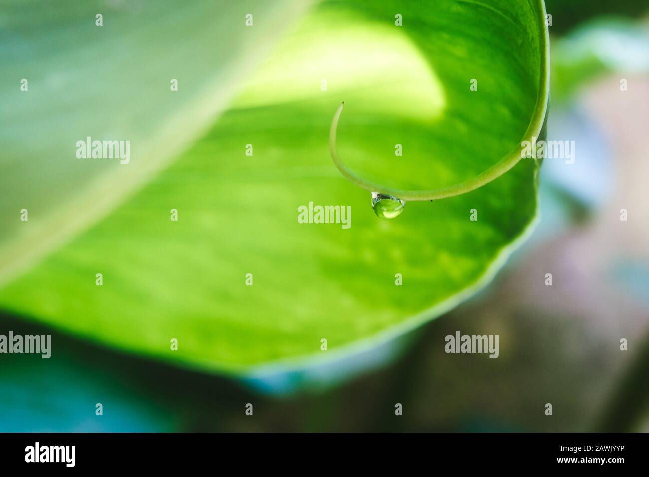 Primo piano di una gocciolina d'acqua appesa a un fusto di piante con un verde sfondo verde Foto Stock