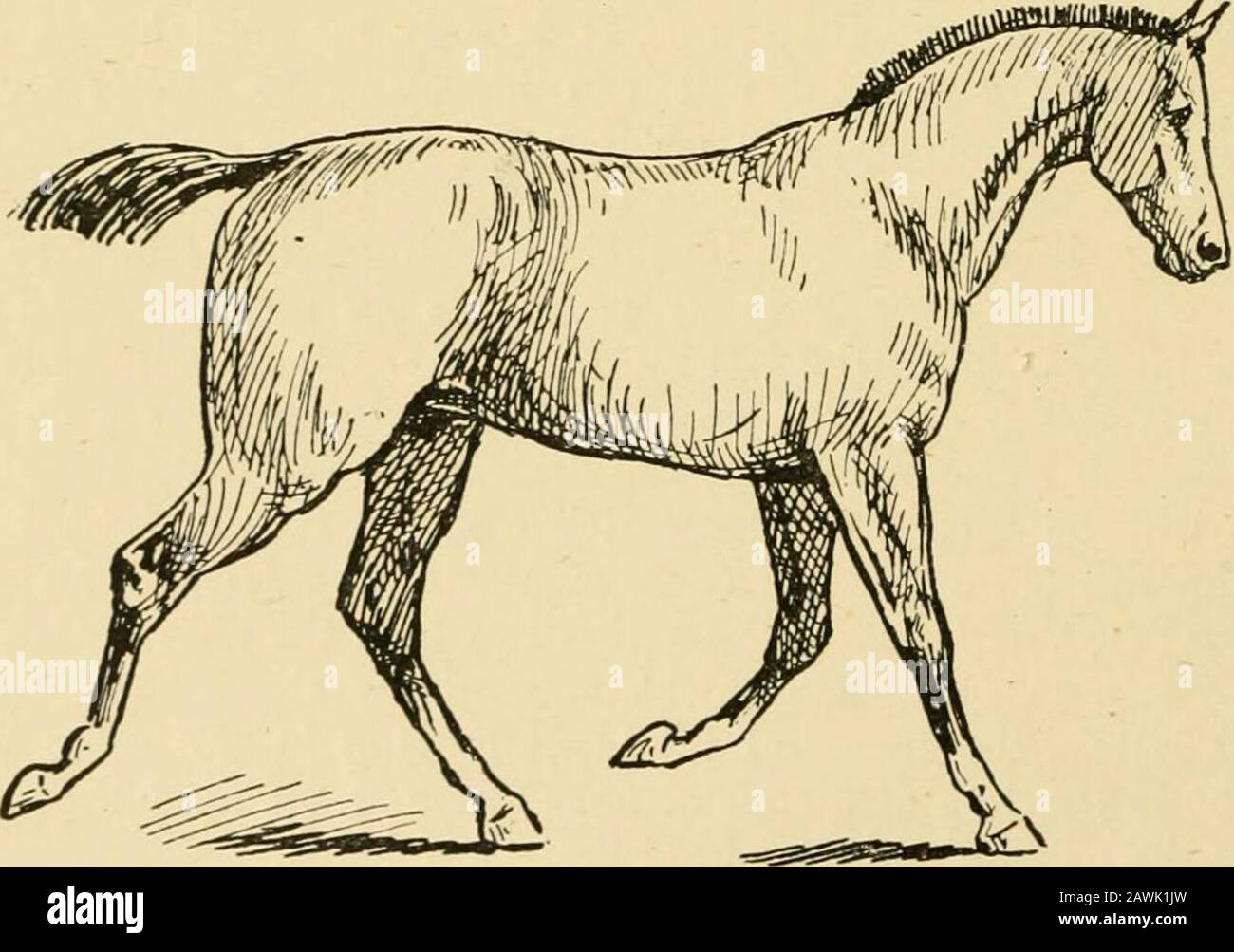 Il cavallo nella stalla e nel campo : le sue varietà, gestione in salute e malattia, anatomia, fisiologia, ecc. piedi sono alzati, e le gambe sono arrotondate o piegate; ma il corpo non è spinta in avanti, né le spalle si muovono nella stessa direzione in misura apprezzabile. La conseguenza è che i piedi si depositano di nuovo, molto vicino al punto da cui sono presi, e il ritmo è più lento della passeggiata. Nel vero trotto, se è ben eseguito, le zampe posteriori devoessere spostate così rapidamente come, e con più forza che, le gambe anteriori, perché hanno più lavoro da fare nel propellere il bod Foto Stock
