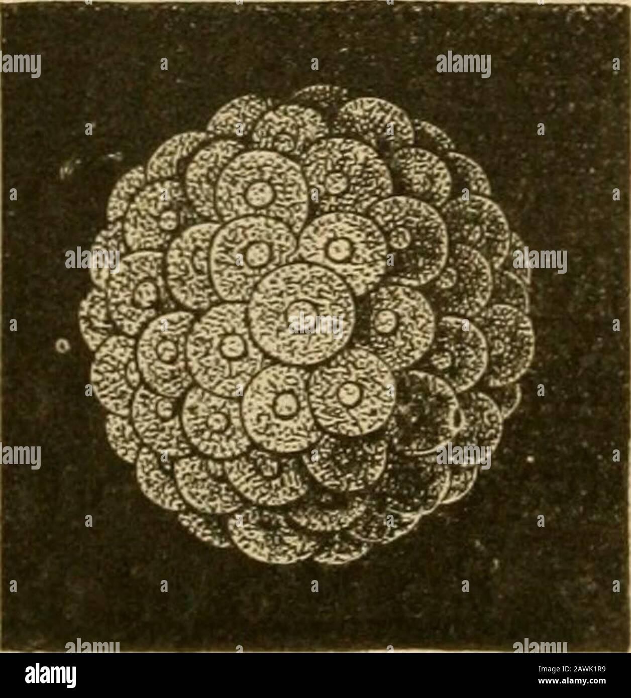 L'evoluzione dell'uomo : esposizione popolare dei principali punti di ontogenicità e filogenesi umana . Fig. 169.-originale o primordiale clivaggio delle uova. La cellula madre, l'ortitula, che è derivata dalla fecondazione della cellula uovo, si rompe prima, con un processo continuo e regolare di divisione, in due cellule (A), poi intofour (B), poi in otto (C) e, infine, in numerosissime cellule di scissione (D). La Morula (Fig. 165), la cellula madre si suddivide, per divisione ripetuta, in numerose cellule. Abbiamo già minuzioesaminato questo importante processo di clivaggio delle uova, e abbiamo trovato che allthe v Foto Stock