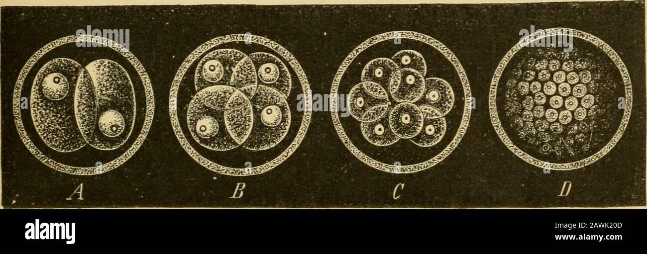 L'evoluzione dell'uomo : esposizione popolare dei principali punti di ontogenicità e filogenesi umana . , sono naturalmente da considerare come acquisita in modo oneroso, adattandosi alle diverse condizioni di esistenza sia dell'uovo stesso che dell'animale che forma l'uovo. Le due prime e più antiche forme ancestrali dell'umanrace, che abbiamo ora considerato, il Moneron e il theAmoeba, sono, considerati dal punto di vista morfologico, semplici organismi e individui del primo ordine, Plastids.All fasi successive nella catena ancestrale sono, sulla SCISSIONE DELL'UOVO PRIMOBDIAL. 55 altri Foto Stock