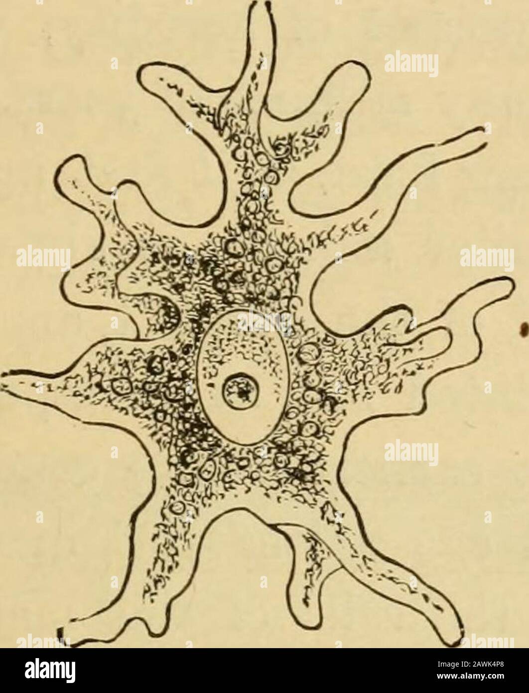 L'evoluzione dell'uomo : esposizione popolare dei principali punti di ontogenicità e filogenesi umana. Pondenza delle due cellule, È stato incidentalmente uomini-disposto che nel caso di alcune Spugne le uova reali di questi animali erano precedentemente descritte come Amebae parassita.Grandi organismi uncelled Amoeba-simili erano visti creepingabout nell'interno della spugna e erano forparassiti errati. Solo in seguito è stato scoperto che questi Amebae parassiti (Fig. 168) sono davvero le uova della spugna, da cui si sviluppano Le spugne giovani. Queste ovociti della spugna sono, tuttavia, così lik Foto Stock