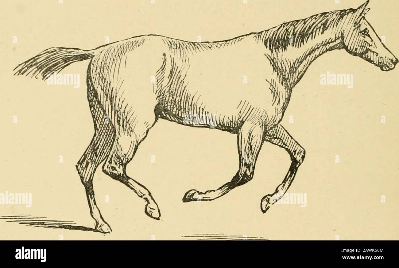 Il cavallo nella stalla e nel campo : Le sue varietà, gestione in salute e malattia, anatomia, fisiologia, ecc . pregano una varietà nei modi adottati da diversi cavalli fofperforming il canter, che nessuna singola descrizione sarà sufficiente, né anzi si siedono facile, come ho osservato prima, per definire uno qualsiasi di loro. A volte il thecarriage è estremamente elegante, le zampe posteriori bene sotto il corpo, e allmoving come il clockwork, con la testa piegata sul collo, e il mouthplaying leggermente sulla punta. Quando tale passo viene eseguito con la gamba destra in avanti, il cantro è adattato esattamente per la sede femmina, Foto Stock