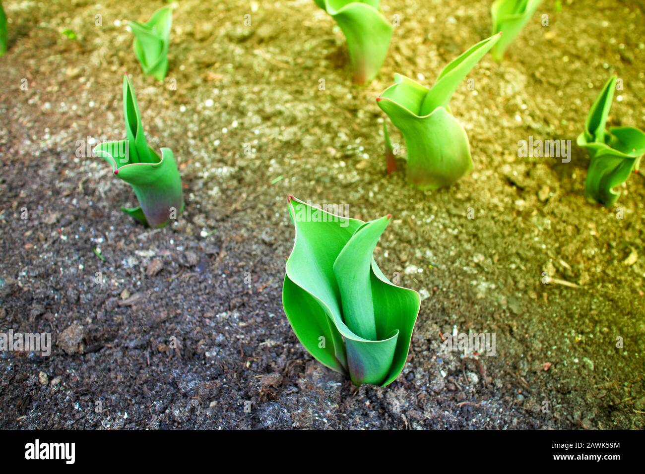 vista ravvicinata delle piante verdi di tulipano giovani all'inizio della primavera alla luce del sole Foto Stock