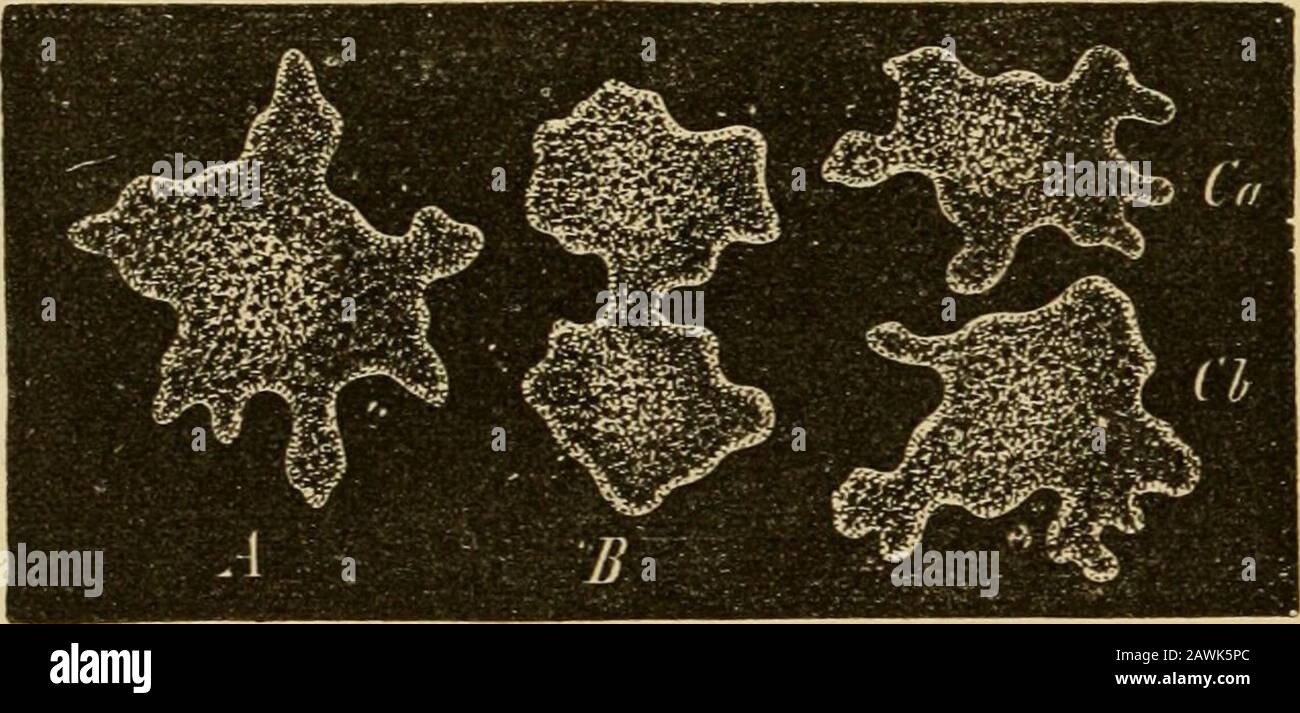 L'evoluzione dell'uomo : un'esposizione popolare dei principali punti di ontogenicità e filogenia umana . le parti sono completamente omogenee. Questi Monera sono, quindi, nel senso stretto della parola, organismi senza organi; o addirittura, in senso strettamente filosofico, non possono nemmeno essere chiamati organismi, poiché non possiedono organi, poiché essi non sono composti da particelle diverse. Possono essere solo organismi calledati, in quanto capaci di esercitare l'EVOLUZIONE DELL'UOMO: Fenomeni organici della vita, della nutrizione, della riproduzione, della sensa-zione e del movimento. Se abbiamo provato a const Foto Stock