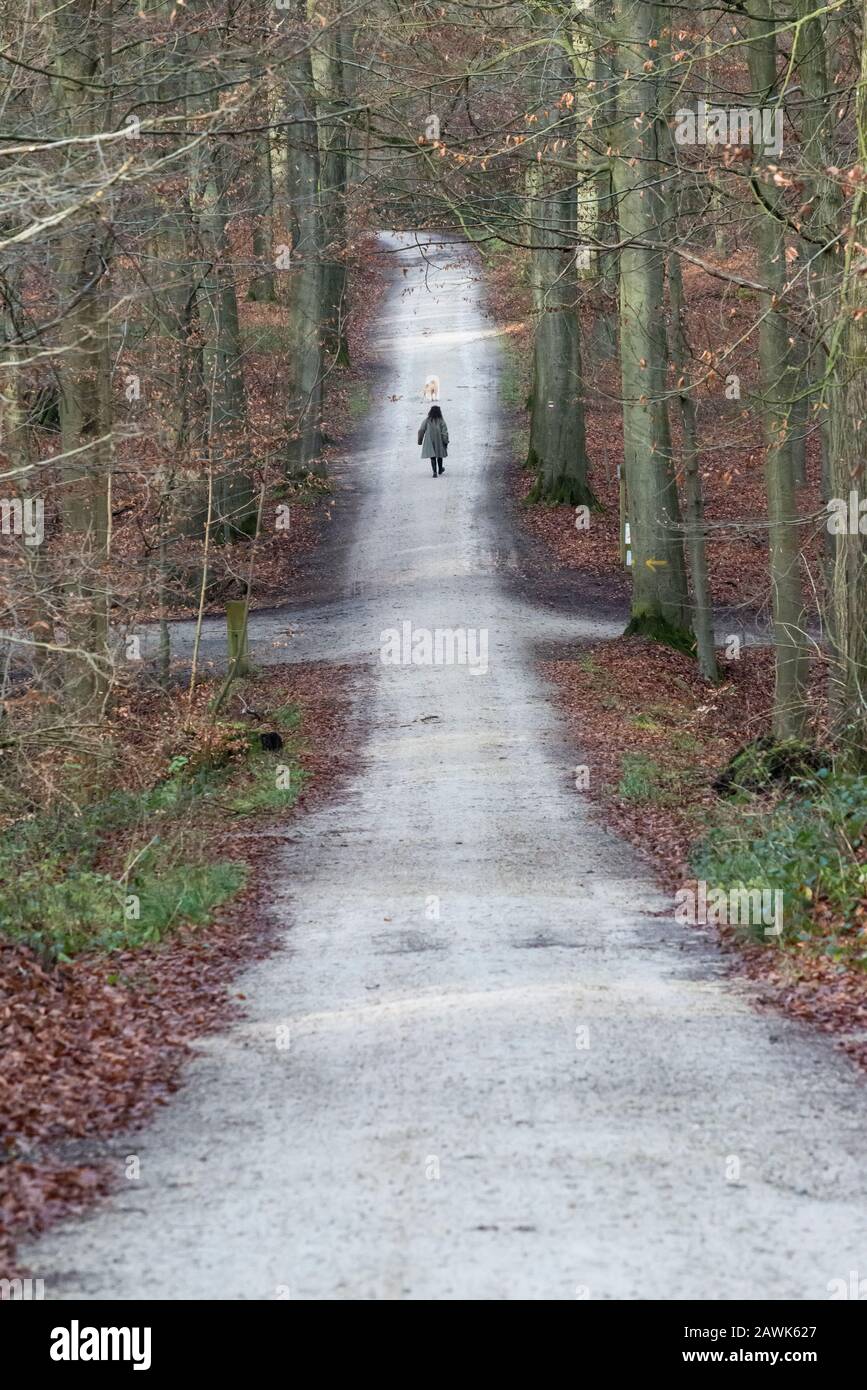 Una donna cammina attraverso una foresta Foto Stock