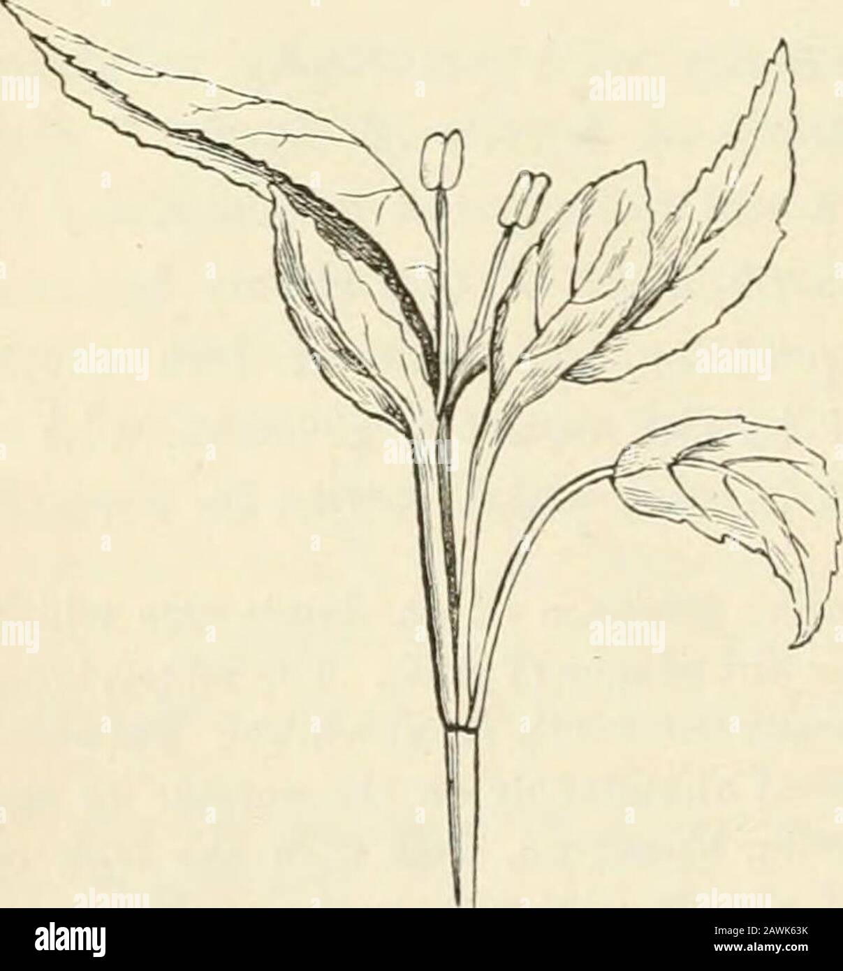 L'origine di strutture floreali attraverso insetti e altre agenzie . Tdj, o almeno è omologa con, la porzione petolare delle foglie di caljcina (Fig.27). I Phjllomes, tuttavia, sono dopo tutto, ma modifiedparties dei cavolomi, andpetioles sono ancora meno de-partures che sono bladesfrom la natura dell'anaxis; così che mentre inalcuni casi uno è inclinedto riguardo il tubo asmore strettamente assiale, inothers sembra essere moreomologo con una specie offasciation dei petioles. Vedremo directlythat la tubeof prumis contiene le porzioni basali dei cordspropri del calyx andcorolla, così Th Foto Stock