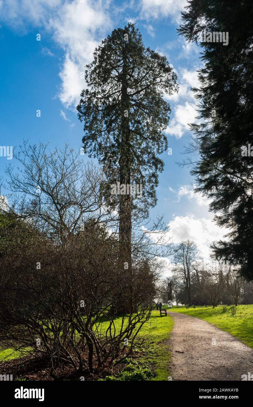 Wellingtonia albero, chiamato anche sequoia gigante, Sequoia gigante, Sequoia wellingtonia (Sequoiadendron giganteum), Regno Unito Foto Stock