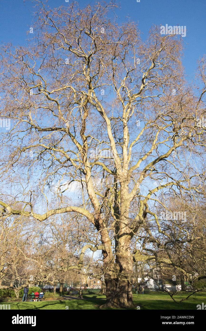 Il Brunswick Plane Tree a Brunswick Square Gardens, Londra, WC1, Regno Unito Foto Stock